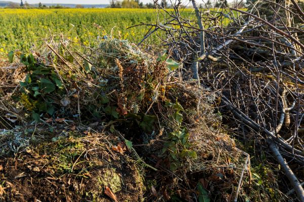 Brush Disposal in Lake Placid