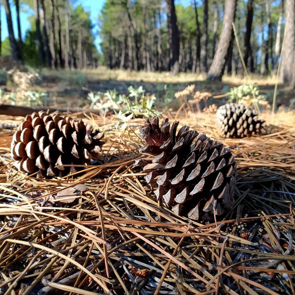 Pine Cone Removal in Lake Placid