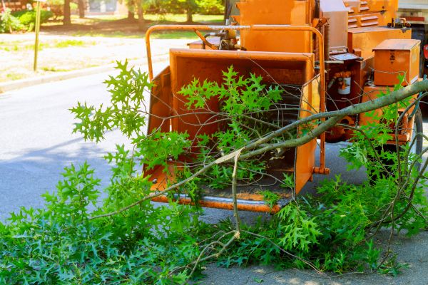 Tree Branches Removal in Lake Placid