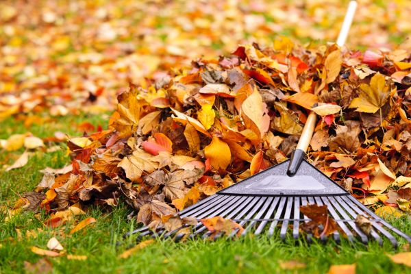 Yard Leaf Removal in Lake Placid