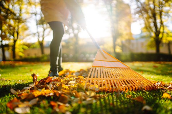 Leaves Raking in Lake Placid