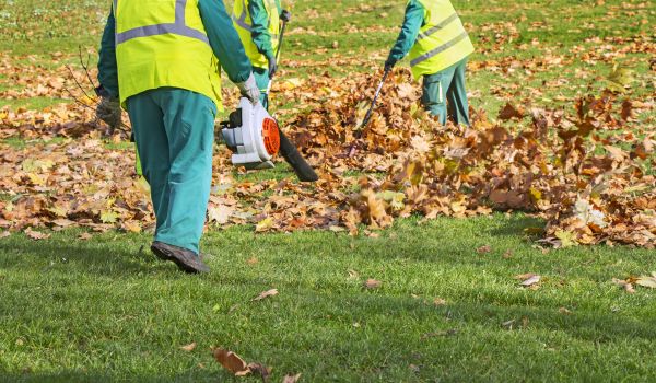 Autumn Yard Cleaning