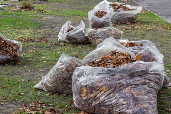 Leaf Pile Disposal in Lake Placid