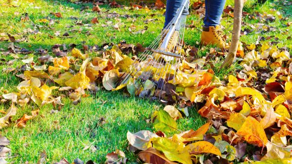 Lawn Cleanup Service in Lake Placid